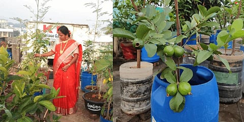 Divya Rao tends to the garden in their terrace; (right) guavas growing out of a plastic drum in a terrace garden in Bhadradri Kothagudem district