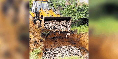 Rotten fish seized from 2 container lorries in Kochi