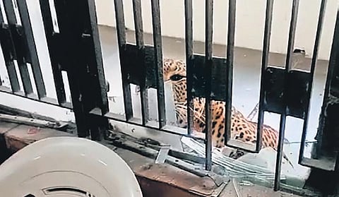The leopard caught. (File Photo)