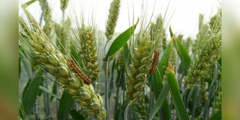 Scientists warn farmers of pest attack on wheat crop