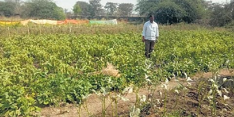 A school with bountiful garden