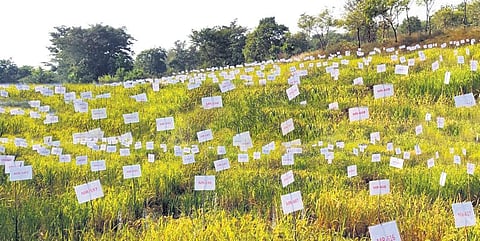 A patch of agricultural land being cultivated by Manas.
