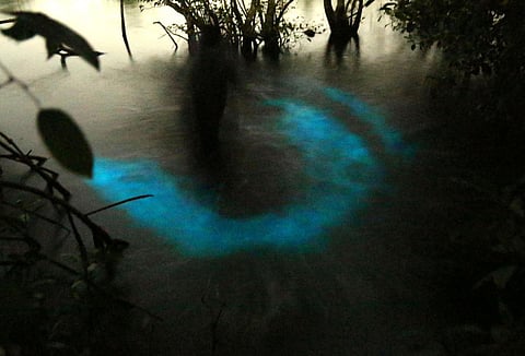 (Photo | T P Sooraj, EPS)