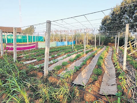 Working for over seven years in the food supply chain, WayCool Foods has currently pursued to address the difficulties faced in the pre-harvest (soil) stage of the farming process.