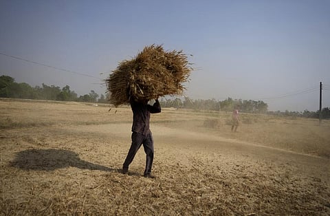 A file image of an Indian farmer carrying wheat crop harvested from a field, used for representational purpose only. (Photo | AP)
