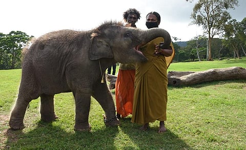 Bomman and Bellie with an orphaned elephant calf. (Photo | Express)