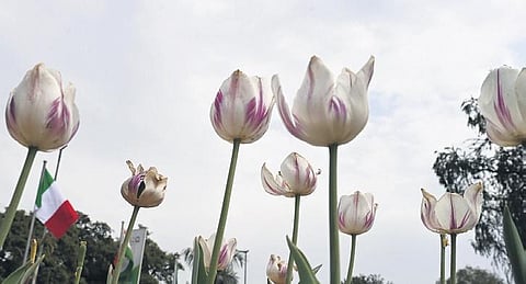 For representational purpose