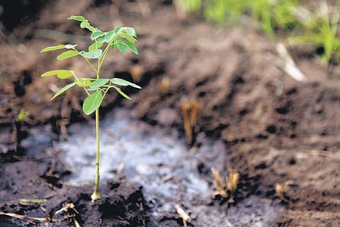 Picture credits: AFP