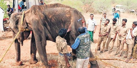 Forest officials with the injured elephant in Karamadai on Friday | Express