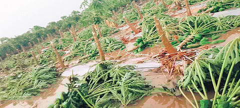 Papaya crop lie on the ground following the gale and heavy rains that lashed Bhadradri-Kodhagudem district on Thursday