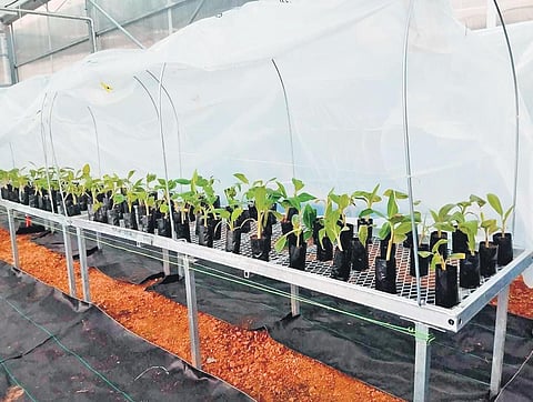 Sambalpur University plants hope for profit for Odisha banana growers