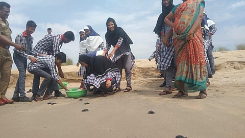 Over 2009 turtle hatchlings released into the sea this far in TN's Ramanathapuram