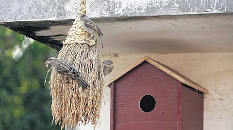 World Sparrow Day: Threatened species cries for conservation