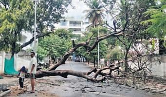 Tree uprootedafter rain in Visakhapatnam on Sunday (Photo | I G Satyanarayana)
