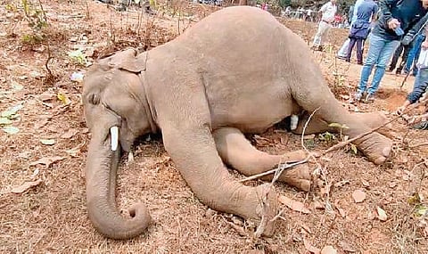 Carcass of the tusker found in Keonjhar forest division on Sunday | Express