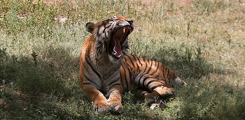 Image used for representative purpose only. (File photo | EPS)