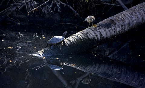 Our photrographer believes the tortoise and heron are having a discussion on the pathetic state of the Koyithara Canal in Panampilly Nagar