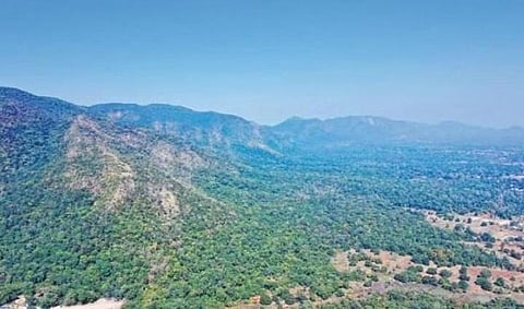 Gandhamardan hill range is the third 'biodiversity heritage site' in the state (Photo | Special arrangement)