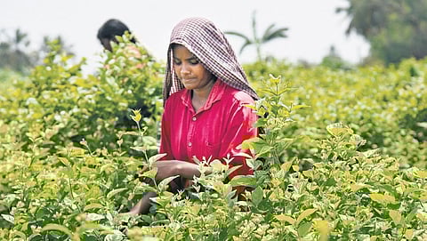 A farm worker plucking jasmine near Tiruchy | M K Ashok Kumar