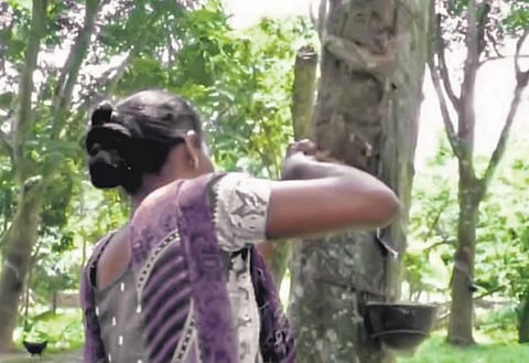 A cultivator tapping latex from a rubber tree | Express