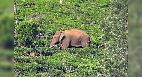Arikomban found roaming in a tea estate at Periyakanal in Idukki