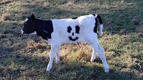 The calf born on the Bellbrook Holsteins farm in Ripplebrook, in West Gippsland, Australia. (Photo | via KidsNews)