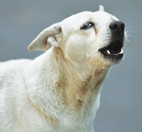 Vijayawada: Nearly 200 stray dogs vaccinated in a move to curb canine attack menace