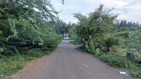 The Prosopis plants engulf a village near Kottucherry in the Karaikal district | Express