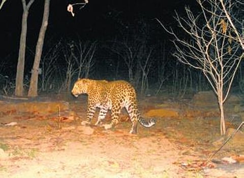 Footage of the leopard captured in a camera installed near Jalmadei village