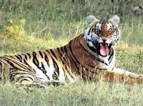 For reprentational purpose