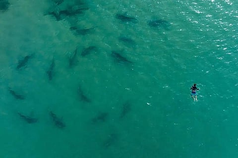 Sandbar sharks swim next to a person snorkeling in the Mediterranean Sea off the coast of Hadera, Israel, Monday, Nov. 21, 2022. (Photo | AP)