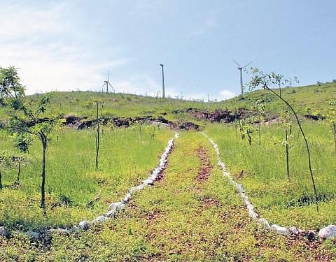 ‘Jana Vana’ project and have till now planted 10,000 saplings | EXPRESS