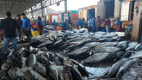 ' Tuna landing at Kochi harbour' (Photo | EPS)