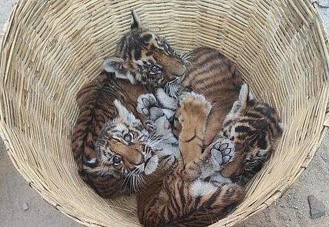 The rescued tiger cubs