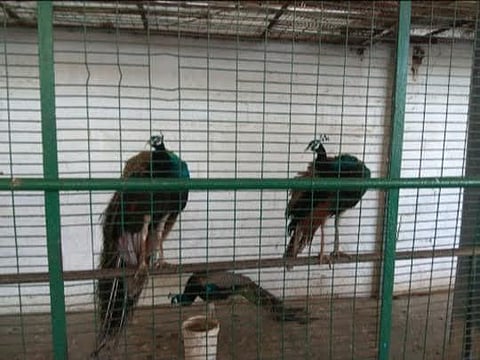 Representational image of a peafowl. (File photo)