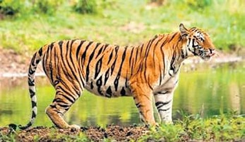 The region provides ample water and vegetation for herbivores, making it an ideal habitat for tigers to settle.