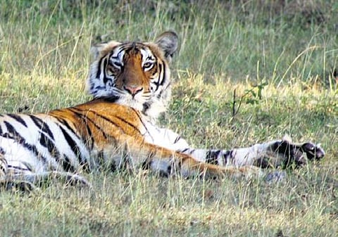 Western Ghats sees a dip in tiger population, Tamil Nadu reserves among best