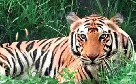 Tiger reserves do good, but Odisha slips in tiger occupancy