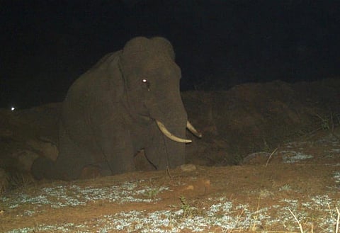 Kumkis brought for PM's visit sent back to camp, jumbo damages crops in TN