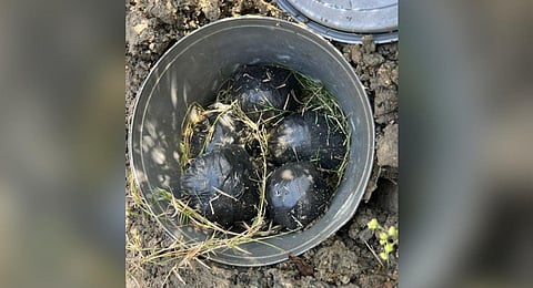 Hand grenades recovered by the police from north Delhi’s Holambi Kalan area