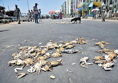 Fish dumped on the road by the vendors in protest | P Jawahar