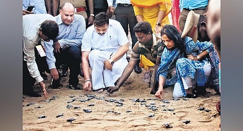 Chennai has one of the highest nesting populations of Olive Ridley Turtles