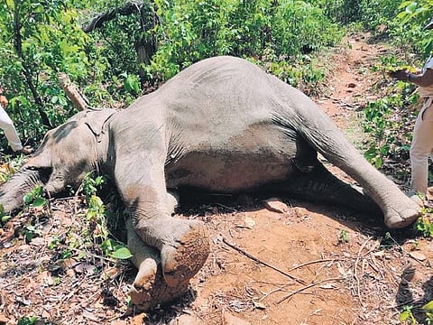 Carcass of the tusker found at Kaptipada in Mayurbhanj district. (Photo | Express)