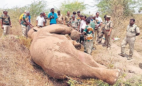March 18: Palacode forest range,A string of electrocutions and some elephant deaths due to human negligence have rocked the state, calling for drastic management measures | Express