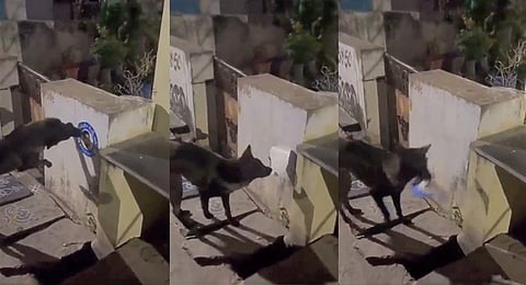 A stray dog removing the sticker of Andhra Pradesh Chief Minister YS Jagan Mohan Reddy stuck on a wall. (Videograb)