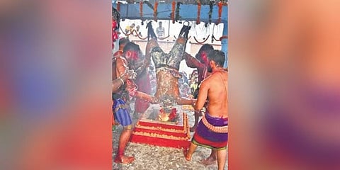  A Pata Dandua being hung upside down 