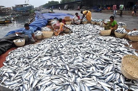 ' Fisherwomen placing the days' catch in the fish at Fishing Harbour in Visakhapatnam on Friday