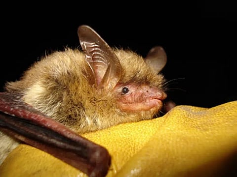 FILE - This undated photo provided by the Wisconsin Department of Natural Resources shows a northern long-eared bat. (Photo via AP, File)