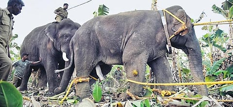 The makhna that was captured and released near Valparai | file pictur e