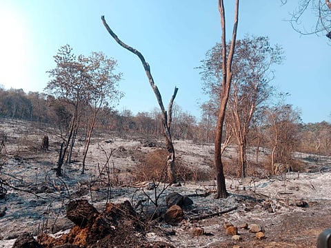 Relocated makhna trying to come out of forest in TN
